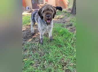 Book - ein großer guter Junge