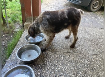 Book - ein großer guter Junge