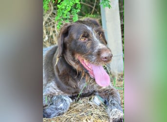 Sarah sucht ein schönes Zuhause