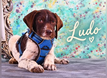 Ludo – ein liebenswerter kleiner Strolch