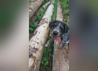 Findus - wurde ausgesetzt