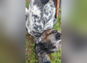 Findus - wurde ausgesetzt