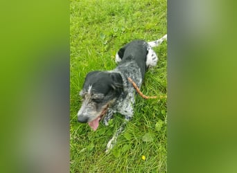 Findus - wurde ausgesetzt