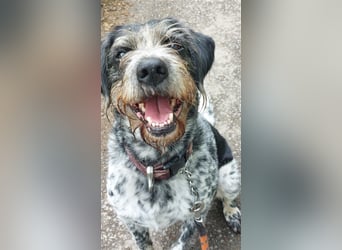 Findus - wurde ausgesetzt