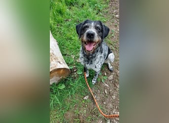 Findus - wurde ausgesetzt