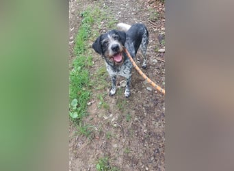 Findus - wurde ausgesetzt