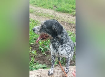 Findus - wurde ausgesetzt