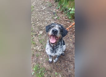 Findus - wurde ausgesetzt