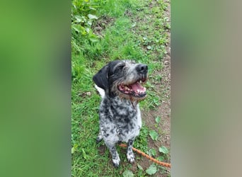 Findus - wurde ausgesetzt