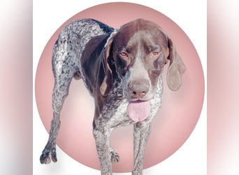 Ragnar, wäre gerne Familienhund