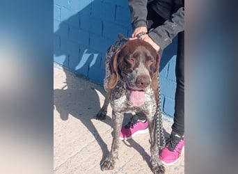 Ragnar, wäre gerne Familienhund