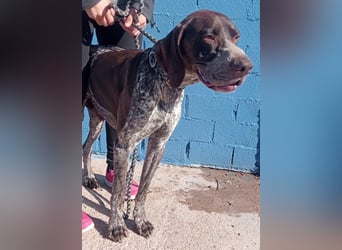 Ragnar, wäre gerne Familienhund