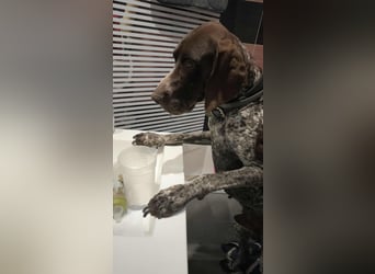 Ragnar, wäre gerne Familienhund
