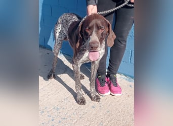 Ragnar, wäre gerne Familienhund