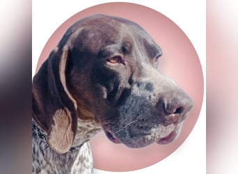 Ragnar, wäre gerne Familienhund