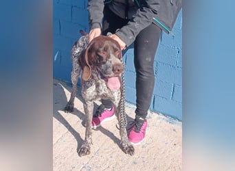 Ragnar, wäre gerne Familienhund