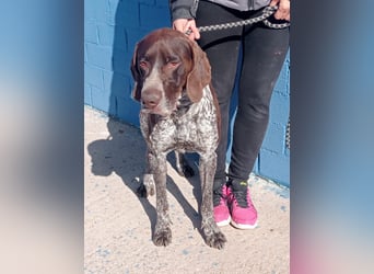 Ragnar, wäre gerne Familienhund