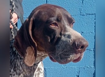 Ragnar, wäre gerne Familienhund