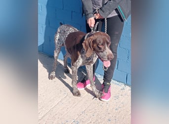 Ragnar, wäre gerne Familienhund