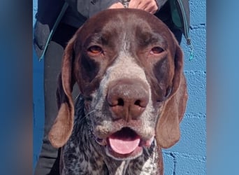 Ragnar, wäre gerne Familienhund