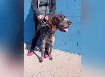 Ragnar, wäre gerne Familienhund