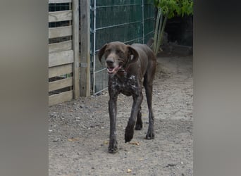 Pietro - selbstbewusster Jäger