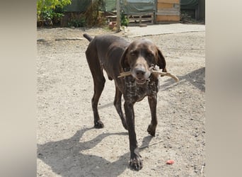 Pietro - selbstbewusster Jäger