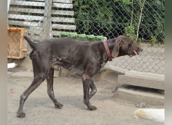 Pietro - selbstbewusster Jäger