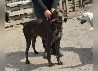 Pietro - selbstbewusster Jäger