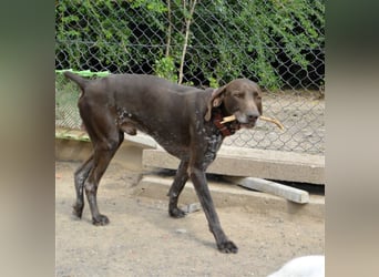 Pietro - selbstbewusster Jäger