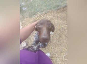 LEA - sucht ihre Menschen *reserviert*