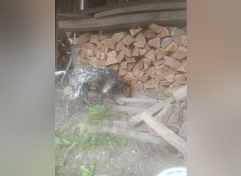 LEA - sucht ihre Menschen *reserviert*