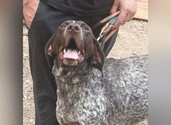 Igor