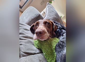 Deutsche Kurzhaar Hündin (Anna) 