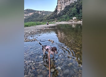 Deutsche Kurzhaar Hündin (Anna) 