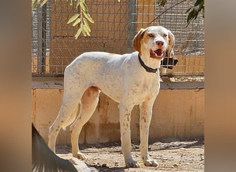 WALDO-wunderschöner, sportlicher Junghund