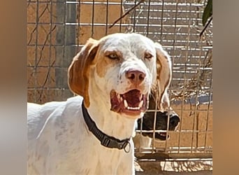 WALDO-wunderschöner, sportlicher Junghund