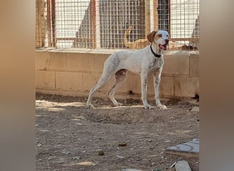 WALDO-wunderschöner, sportlicher Junghund