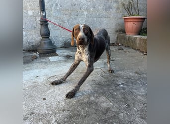 Felice - fröhlicher Wirbelwind mit großem Herz sucht aktive Menschen