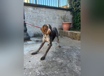 Felice - fröhlicher Wirbelwind mit großem Herz sucht aktive Menschen