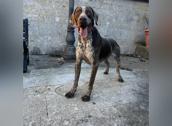 Felice - fröhlicher Wirbelwind mit großem Herz sucht aktive Menschen