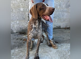 Felice - fröhlicher Wirbelwind mit großem Herz sucht aktive Menschen