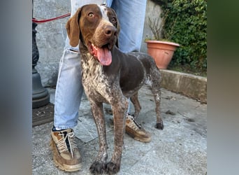 Felice - fröhlicher Wirbelwind mit großem Herz sucht aktive Menschen