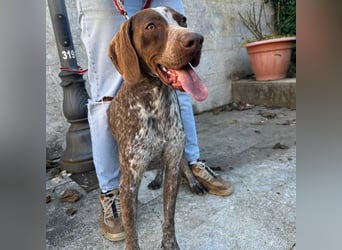 Felice - fröhlicher Wirbelwind mit großem Herz sucht aktive Menschen