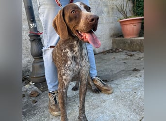 Felice - fröhlicher Wirbelwind mit großem Herz sucht aktive Menschen