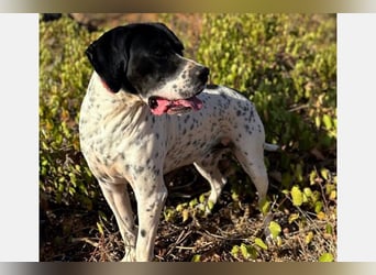 Bruno (LR) ein treuer Begleiter für Ihre Familie