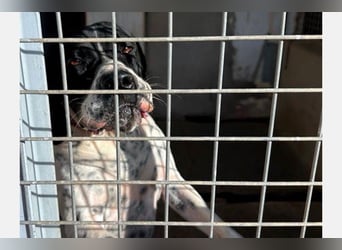 Bruno (LR) ein treuer Begleiter für Ihre Familie