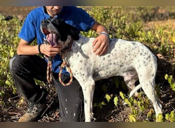 Bruno (LR) ein treuer Begleiter für Ihre Familie