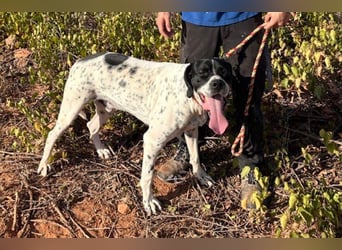 Bruno (LR) ein treuer Begleiter für Ihre Familie