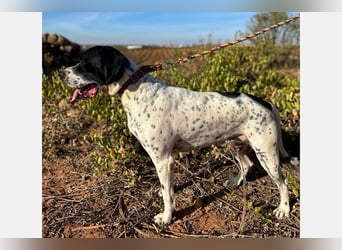 Bruno (LR) ein treuer Begleiter für Ihre Familie